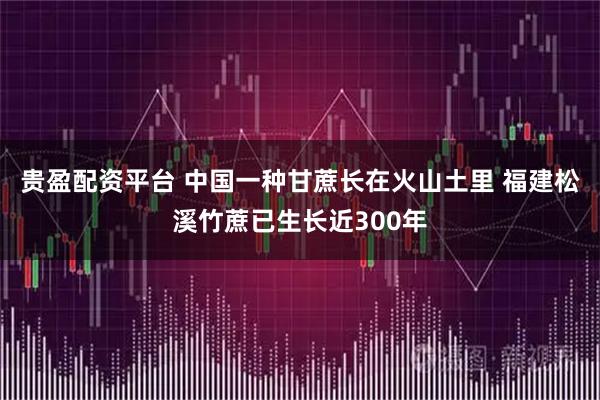 贵盈配资平台 中国一种甘蔗长在火山土里 福建松溪竹蔗已生长近300年